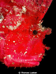 found in Lembeh; d200 by Thomas Lueken 